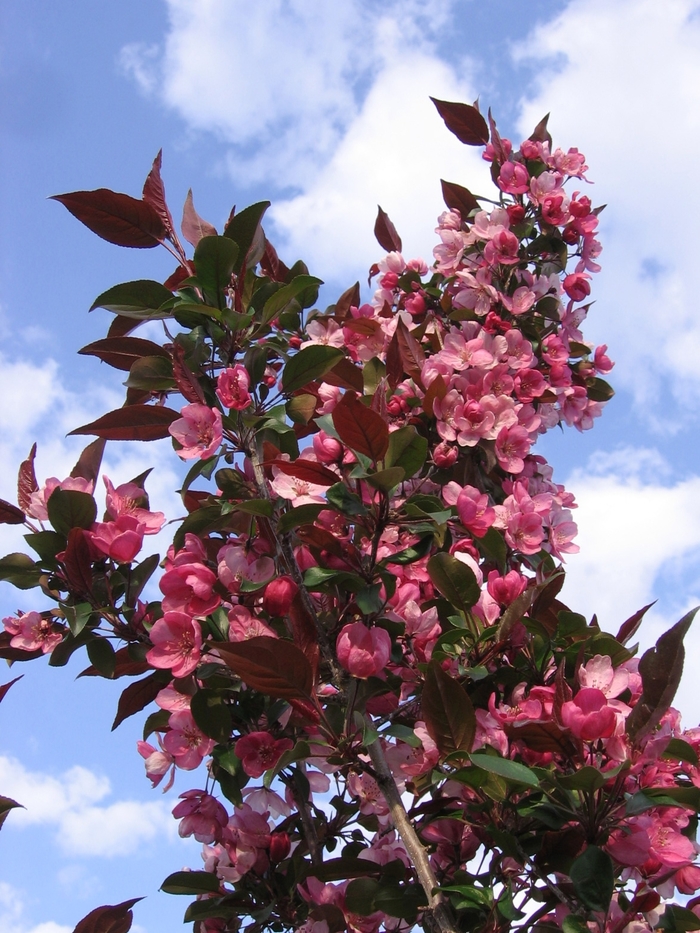 Gladiator™ Crabapple - Malus x adstringens from E.C. Brown's Nursery Gladiator™ Crabapple - Malus x adstringens from E.C. Brown's Nursery