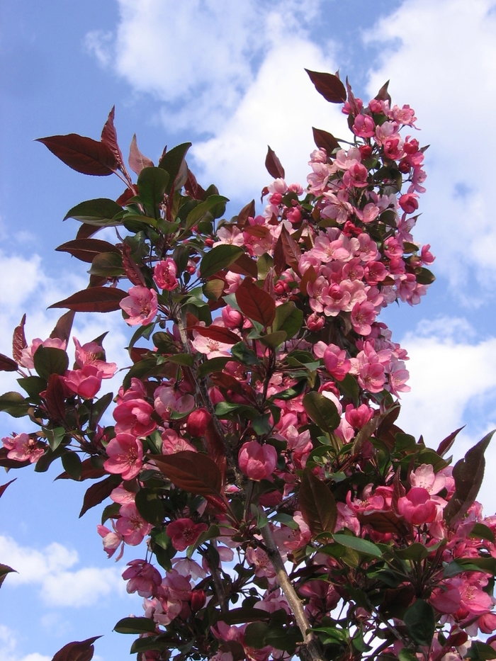 Gladiator™ Crabapple - Malus x adstringens from E.C. Brown's Nursery