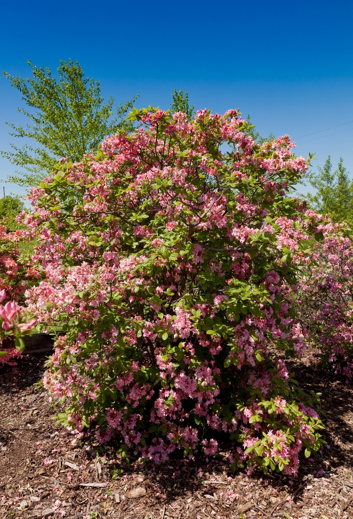 Electric Lights™ Double Pink - Rhododendron 'UMNAZ93' PP26,600 (Azalea) from E.C. Brown's Nursery