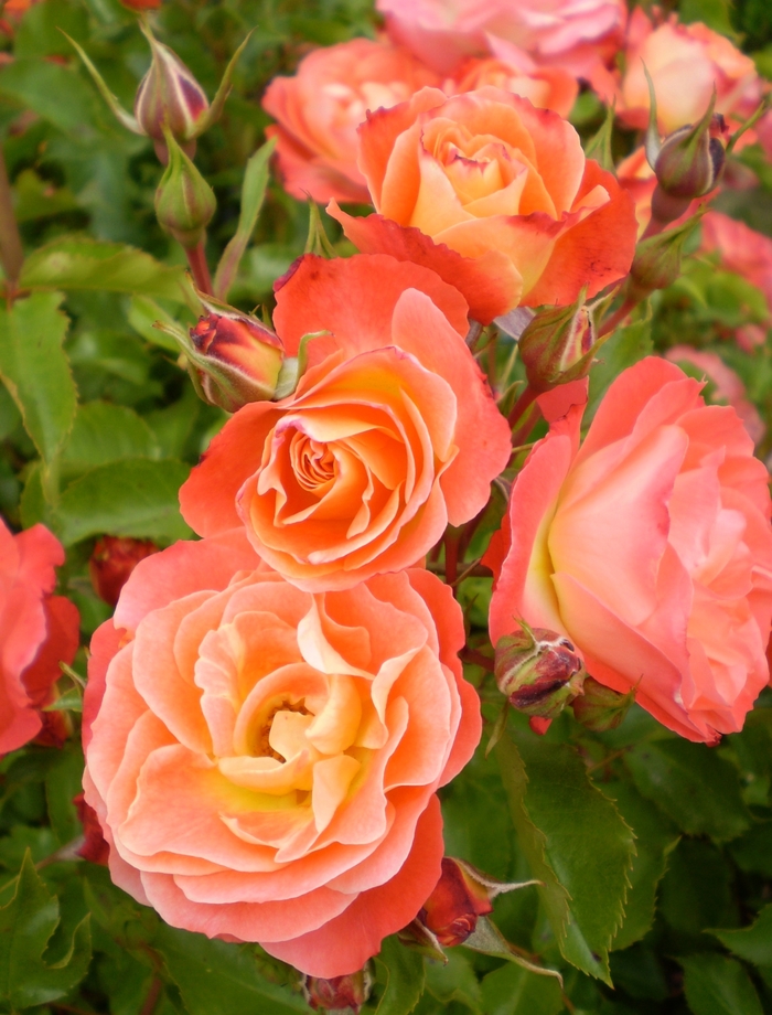 Easy Elegance® 'Coral Cove' - Rosa 'BAIove' from E.C. Brown's Nursery