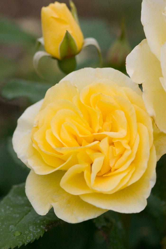 Easy Elegance® 'High Voltage' - Rosa 'Baiage' from E.C. Brown's Nursery