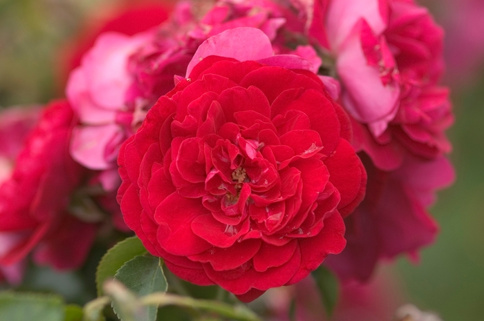 Easy Elegance® 'Paint the Town' Rose - Rosa 'BAItown' PP18060 from E.C. Brown's Nursery