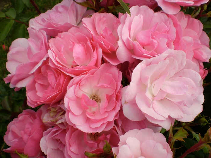 Easy Elegance® Pinktopia Rose - Rosa ''BAImas'' from E.C. Brown's Nursery