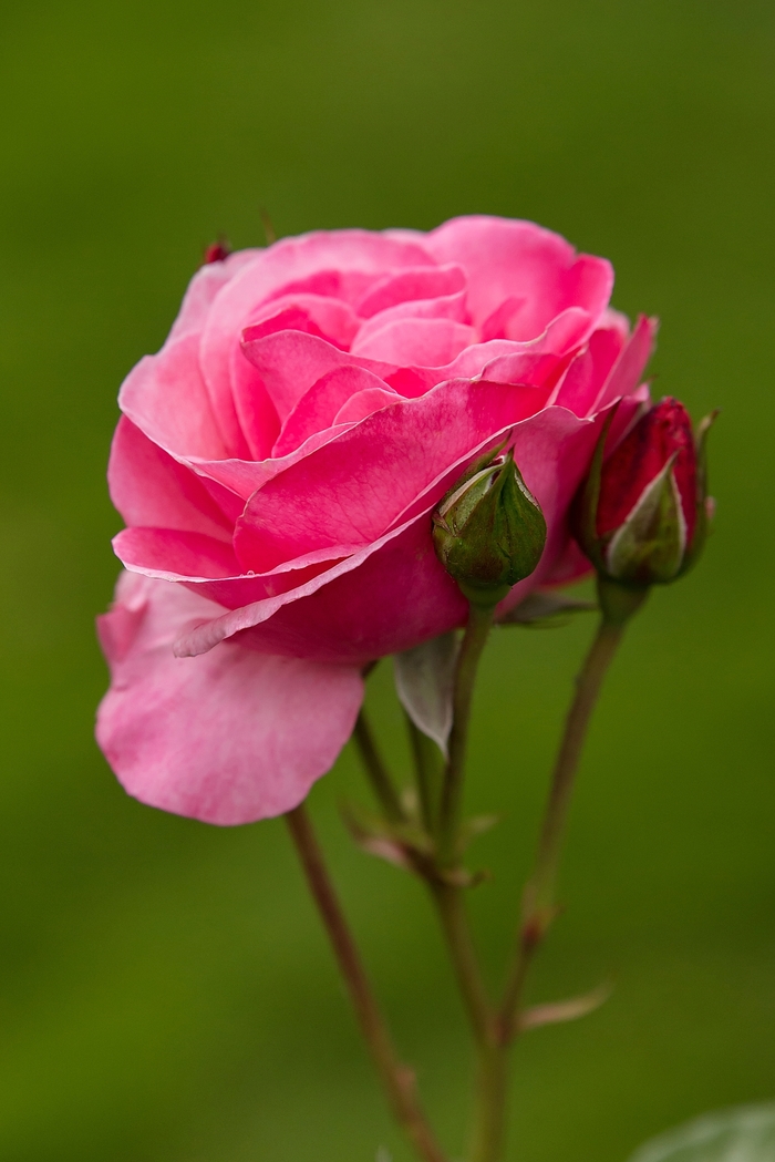 Easy Elegance® 'Grandma's Blessing' Rose - Rosa 'BAIing' PP16993 from E.C. Brown's Nursery