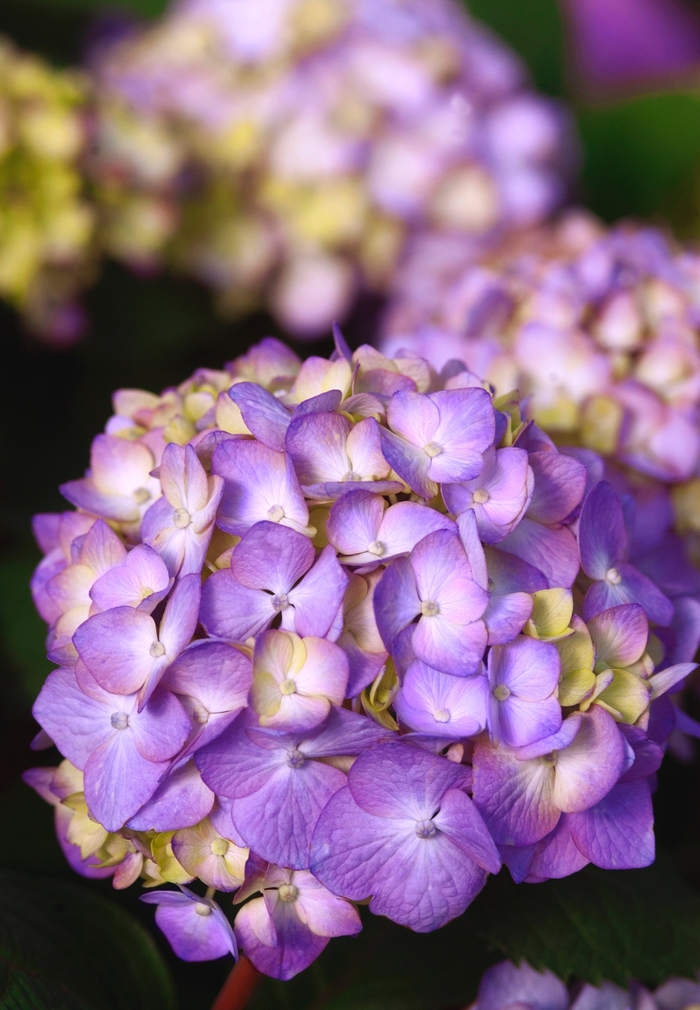 'BloomStruck®' Bigleaf Hydrangea - Hydrangea macrophylla from E.C. Brown's Nursery