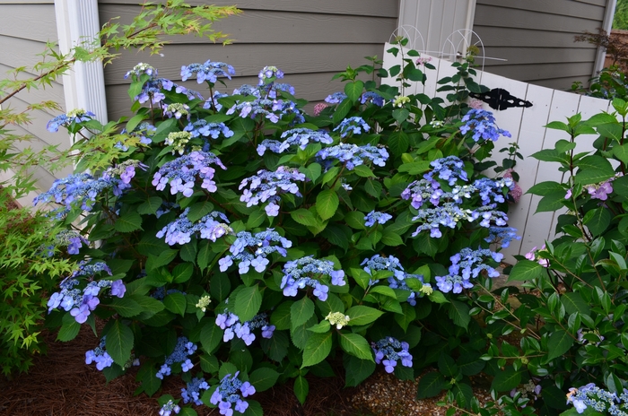 Endless Summer® Twist-n-Shout™ - Hydrangea macrophylla from E.C. Brown's Nursery