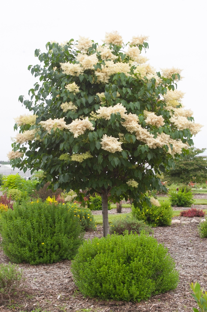 Snowdance™ Japanese Tree Lilac - Syringa reticulata from E.C. Brown's Nursery