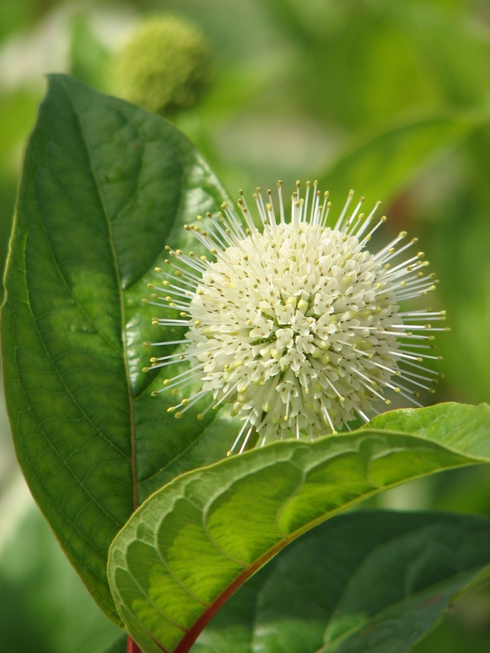 Fiber Optics™ - Cephalanthus occidentalis from E.C. Brown's Nursery Fiber Optics™ - Cephalanthus occidentalis from E.C. Brown's Nursery