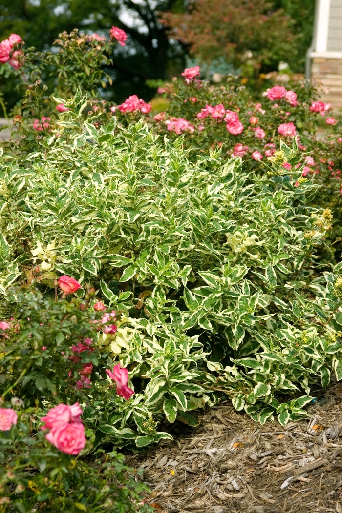 Cool Splash® Dwarf Bush Honeysuckle - Diervilla sessilifolia LPDC Podaras from E.C. Brown's Nursery Cool Splash® Dwarf Bush Honeysuckle - Diervilla sessilifolia LPDC Podaras from E.C. Brown's Nursery