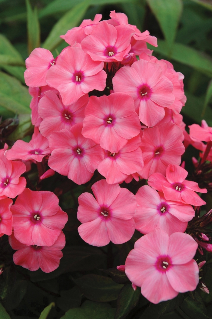 Candy Store® Coral Crème Drop™ - Phlox paniculata 'Ditomdre' PP20,907 (Garden Phlox) from E.C. Brown's Nursery