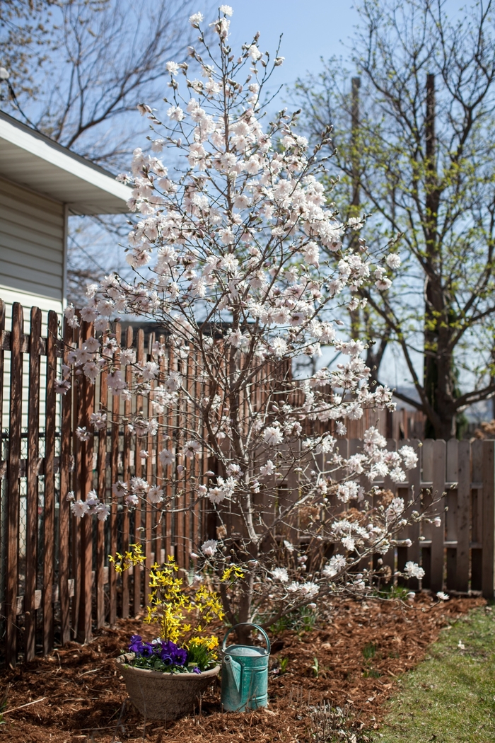 Centennial Blush™ - Magnolia stellata from E.C. Brown's Nursery Centennial Blush™ - Magnolia stellata from E.C. Brown's Nursery