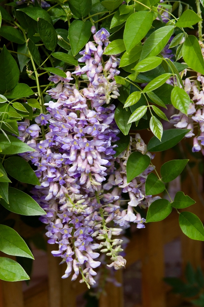 Summer Cascade™ Wisteria - Wisteria macrostachya Betty Matthews from E.C. Brown's Nursery Summer Cascade™ Wisteria - Wisteria macrostachya Betty Matthews from E.C. Brown's Nursery