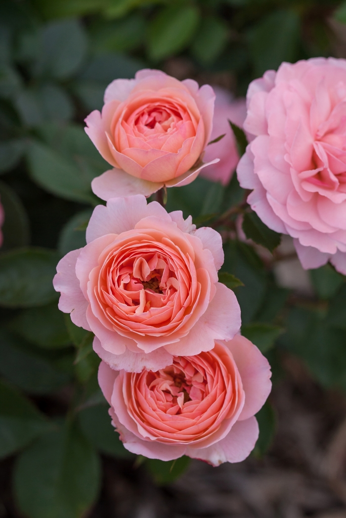 Easy Elegance® Calypso - Rosa 'BAIypso' (Rose) from E.C. Brown's Nursery