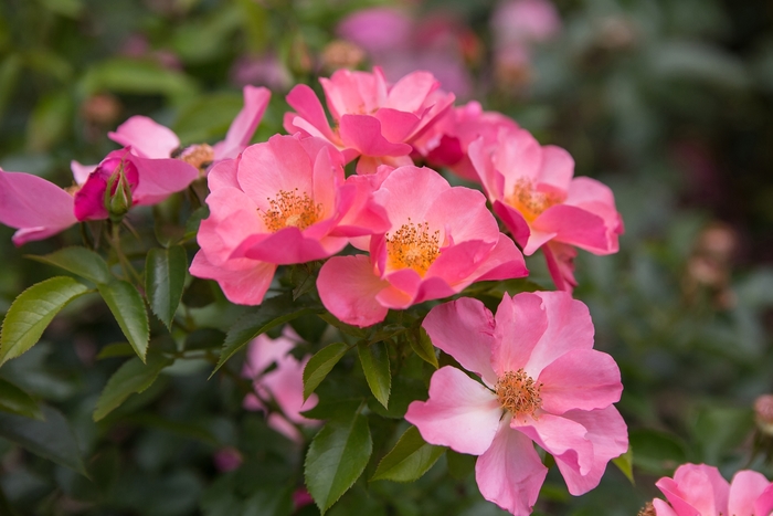 Easy Elegance® All the Rage - Rosa 'BAIrage' PP19,945 (Rose) from E.C. Brown's Nursery