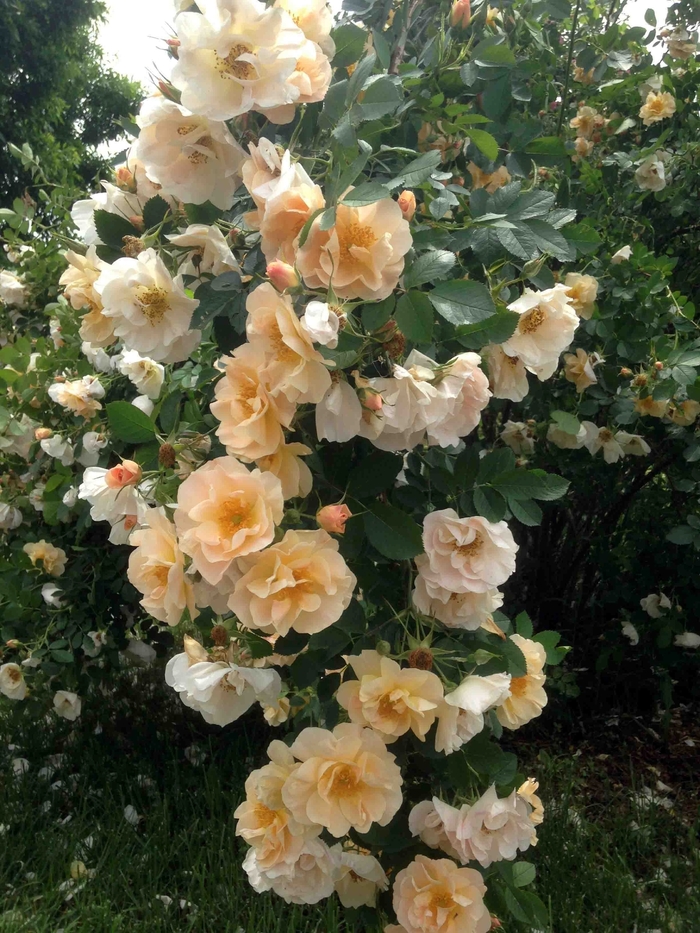 Above and Beyond™ - Rosa hybrid from E.C. Brown's Nursery