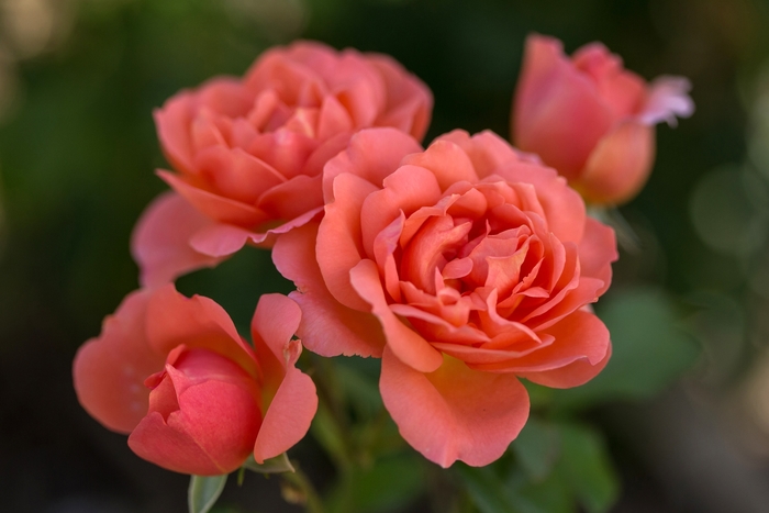Easy Elegance® Sweet Fragrance - Rosa (Rose) from E.C. Brown's Nursery Easy Elegance® Sweet Fragrance - Rosa (Rose) from E.C. Brown's Nursery