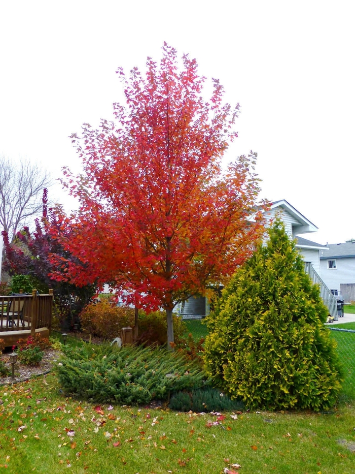 Matador™ Maple - Acer x freemanii from E.C. Brown's Nursery