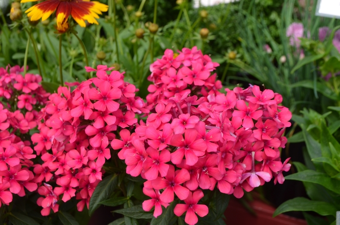 Flame™ Red - Phlox paniculata 'Barphflare' PP28646 (Garden Phlox) from E.C. Brown's Nursery