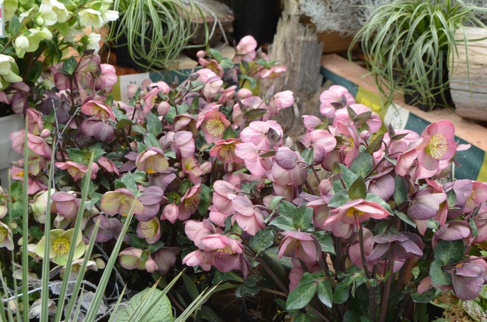 Frostkiss™ Lenton Rose - Helleborus 'Penny's Pink™' from E.C. Brown's Nursery