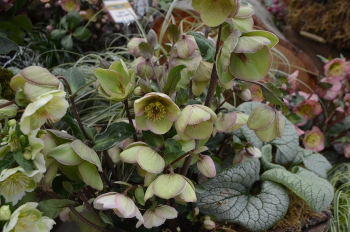 Frostkiss™ Hellebore - Helleborus 'Bayli's Blush™' from E.C. Brown's Nursery Frostkiss™ Hellebore - Helleborus 'Bayli's Blush™' from E.C. Brown's Nursery