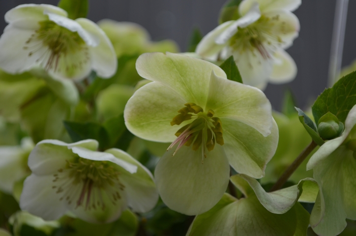 Molly's White Hybrid Lenten Rose - Helleborus x hybridus 'Molly's White' from E.C. Brown's Nursery Molly's White Hybrid Lenten Rose - Helleborus x hybridus 'Molly's White' from E.C. Brown's Nursery