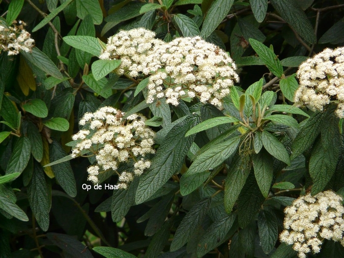 Burkwood Viburnum - Viburnum x burkwoodii from E.C. Brown's Nursery