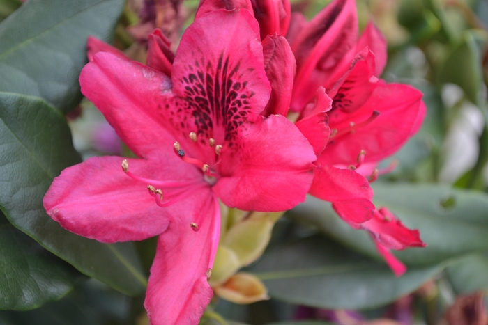 'Nova Zembla' - Rhododendron hybrid from E.C. Brown's Nursery 'Nova Zembla' - Rhododendron hybrid from E.C. Brown's Nursery