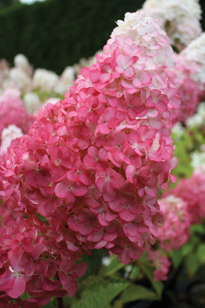 Vanilla Strawberry™ Hydrangea - Hydrangea paniculata Renhy from E.C. Brown's Nursery Vanilla Strawberry™ Hydrangea - Hydrangea paniculata Renhy from E.C. Brown's Nursery
