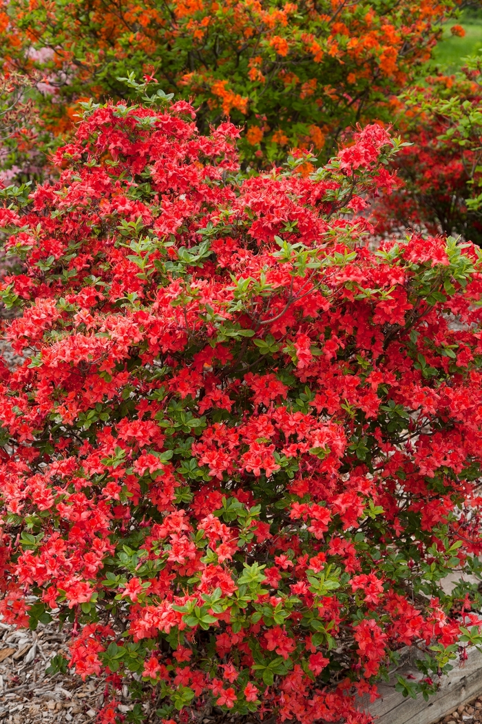 Electric Lights™ Red - Rhododendron 'UMNAZ 502' PP26,601 from E.C. Brown's Nursery
