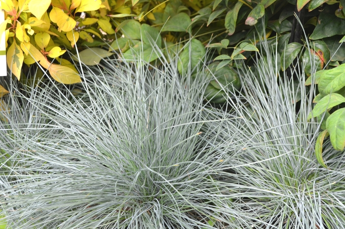 Blue Fescue - Festuca glauca 'Beyond Blue' from E.C. Brown's Nursery