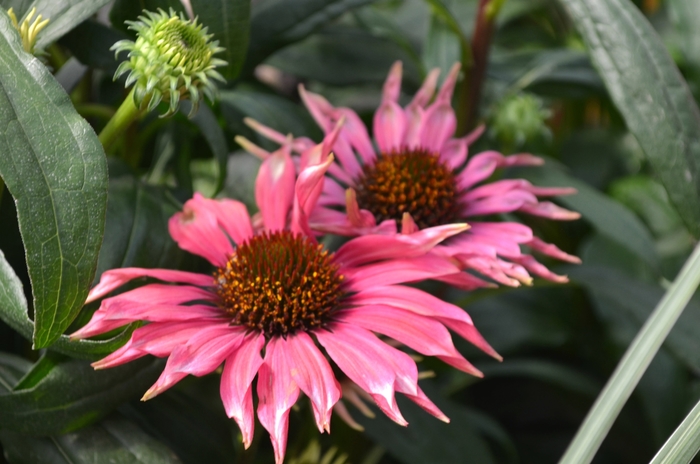 Meadow Mama Coneflower - Echinacea purpurea 'Playful' from E.C. Brown's Nursery