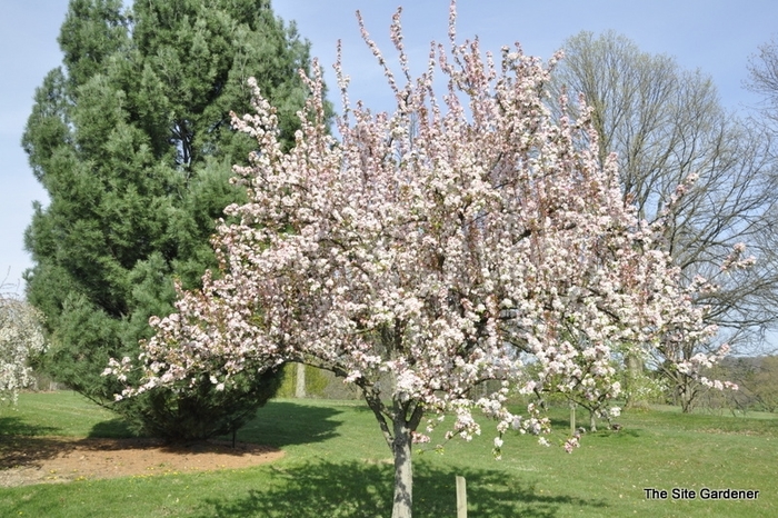 Red Jewel™ - Malus hybrid from E.C. Brown's Nursery Red Jewel™ - Malus hybrid from E.C. Brown's Nursery