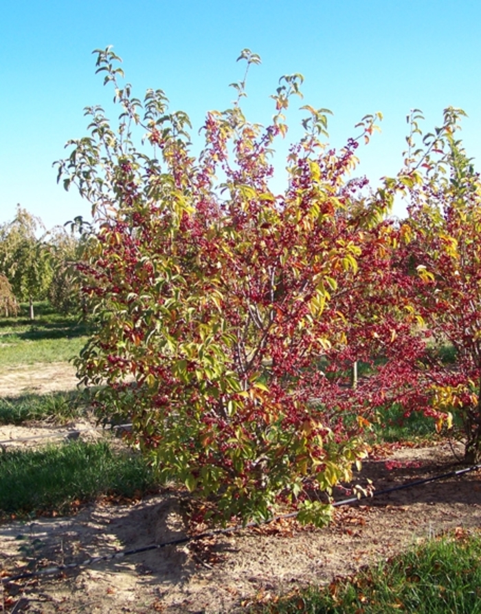 Redbud crabapple - Malus x zumi var. calocarpa from E.C. Brown's Nursery