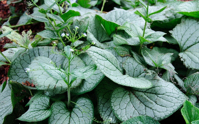 Sea Heart Forget-me-Not - Brunnera macrophylla 'Sea Heart' PP24684 (Forget-me-Not) from E.C. Brown's Nursery