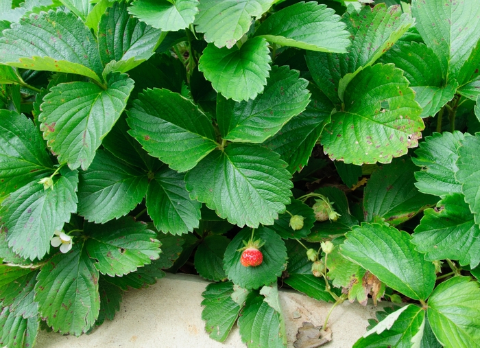 Strawberry - Fragraria ananassa 'Tri-Star' from E.C. Brown's Nursery