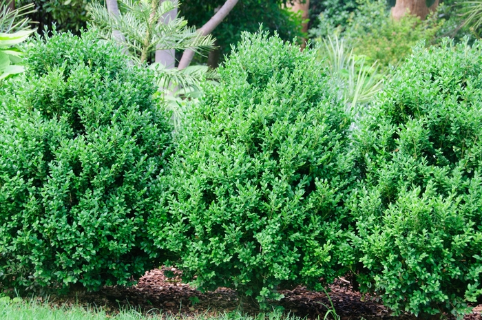 Green Gem Boxwood - Buxus x 'Green Gem' from E.C. Brown's Nursery