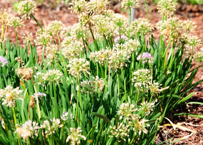 Ornamental Onion - Allium 'Millennium' from E.C. Brown's Nursery Ornamental Onion - Allium 'Millennium' from E.C. Brown's Nursery