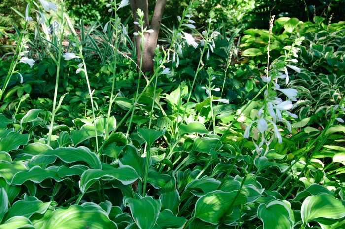 Sugar and Cream Hosta, Plantain Lily - Hosta ''Sugar and Cream'' (Hosta, Plantain Lily) from E.C. Brown's Nursery Sugar and Cream Hosta, Plantain Lily - Hosta ''Sugar and Cream'' (Hosta, Plantain Lily) from E.C. Brown's Nursery
