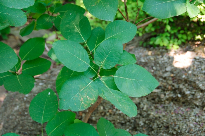 American Smoketree - Cotinus obovatus from E.C. Brown's Nursery