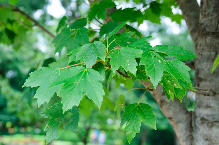 Red Maple - Acer rubrum 'Sun Valley' from E.C. Brown's Nursery