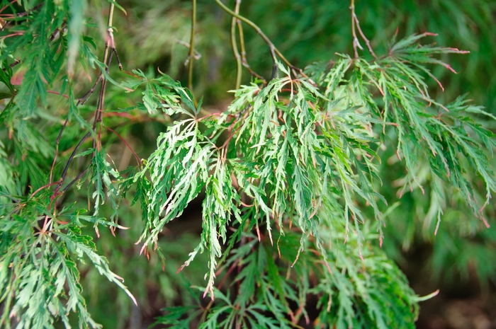 Japanese Cut-Leaf Maple - Acer palmatum dissectum 'Inaba Shidare' from E.C. Brown's Nursery