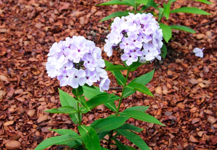 Garden Phlox - Phlox paniculata 'Flame™ Blue' from E.C. Brown's Nursery