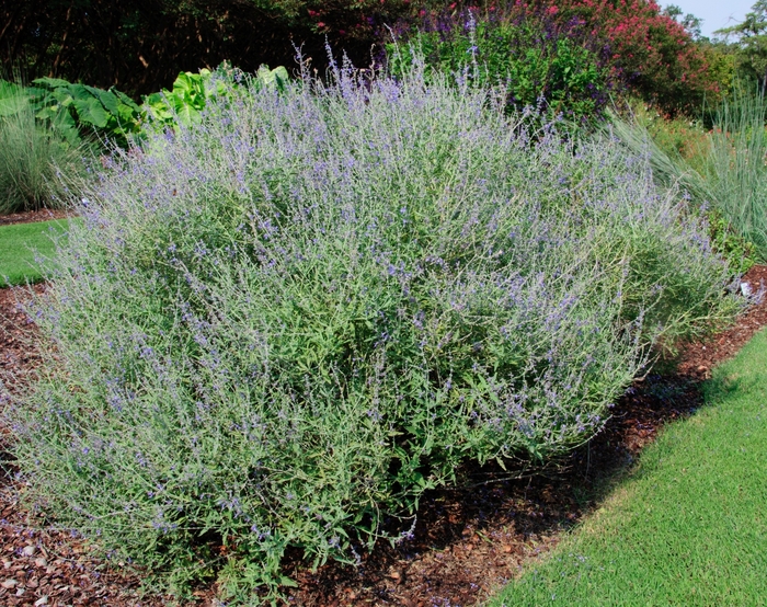 'Crazy Blue' - Perovskia atriplicifolia from E.C. Brown's Nursery