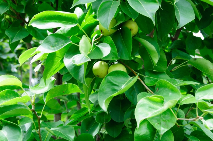 'Shinseiki' Asian Pear - Pyrus (Asian Pear) 'Shinseiki' from E.C. Brown's Nursery
