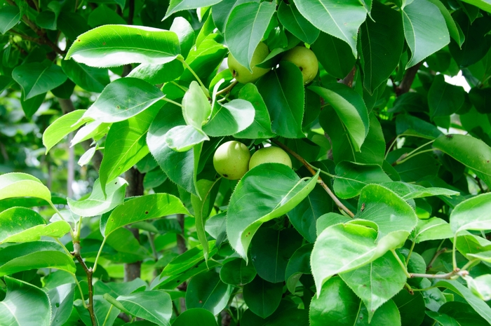 'Shinseiki' Asian Pear - Pyrus (Asian Pear) 'Shinseiki' from E.C. Brown's Nursery 'Shinseiki' Asian Pear - Pyrus (Asian Pear) 'Shinseiki' from E.C. Brown's Nursery