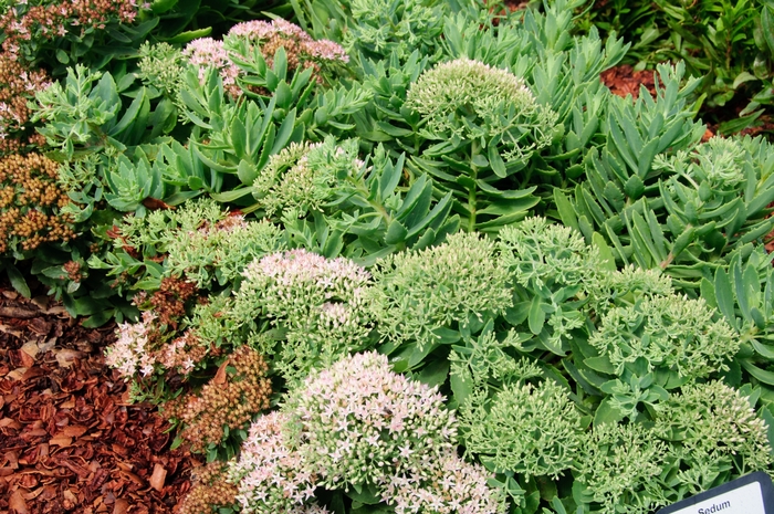 Rock 'N Grow® 'Pure Joy' - Sedum hybrid from E.C. Brown's Nursery