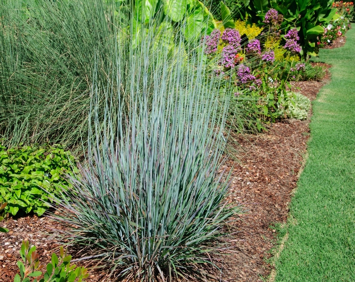 'Standing Ovation' Little Bluestem - Schizachyrium scoparium ''Standing Ovation'' from E.C. Brown's Nursery