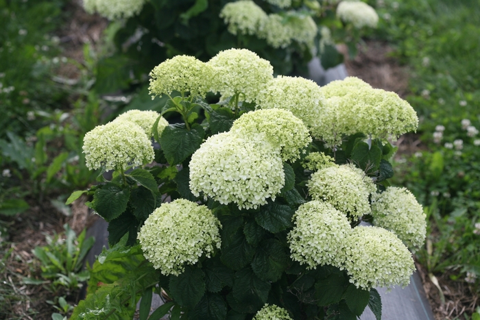 Smooth Hydrangea - Hydrangea arborescens ''NCHA8'' PP30431, CBR6346 (Smooth Hydrangea) from E.C. Brown's Nursery Smooth Hydrangea - Hydrangea arborescens ''NCHA8'' PP30431, CBR6346 (Smooth Hydrangea) from E.C. Brown's Nursery