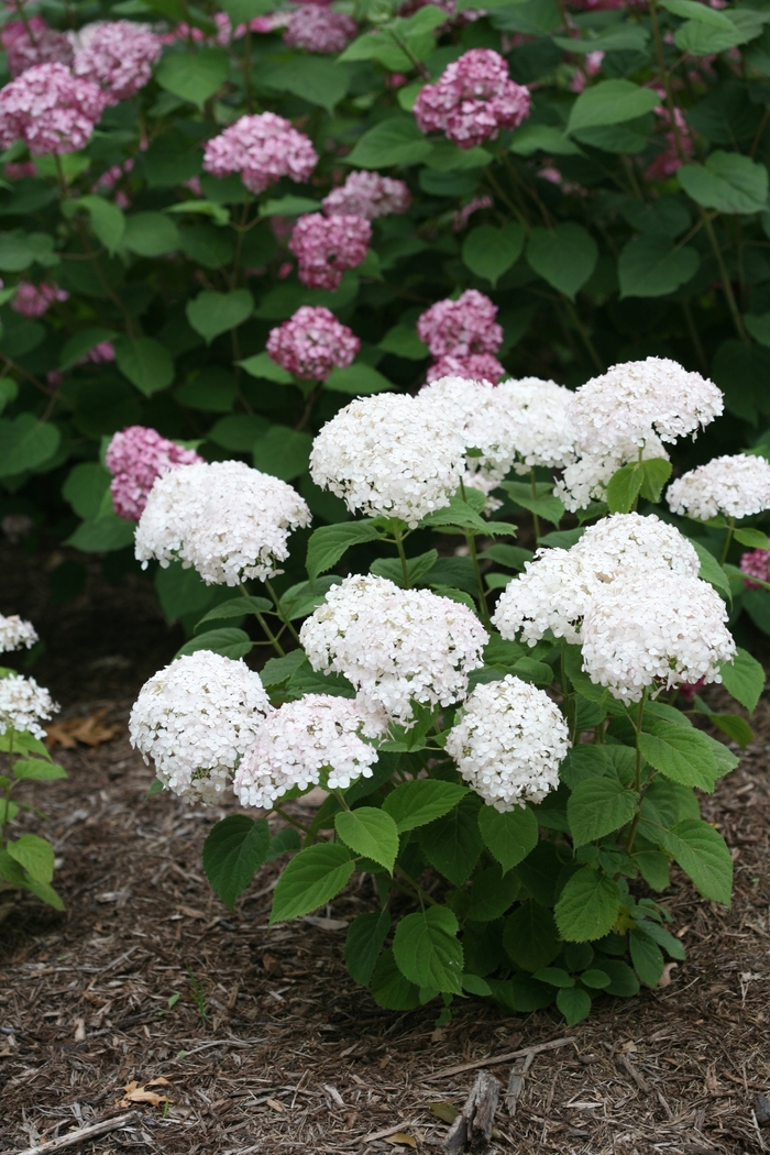 Smooth Hydrangea - Hydrangea arborescens 'Wee White®' from E.C. Brown's Nursery Smooth Hydrangea - Hydrangea arborescens 'Wee White®' from E.C. Brown's Nursery