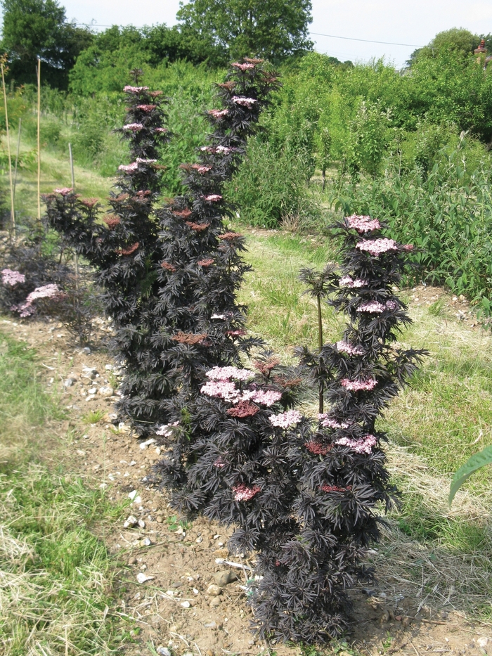 'Strait-Laced®' Elderberry - Sambucus nigra from E.C. Brown's Nursery